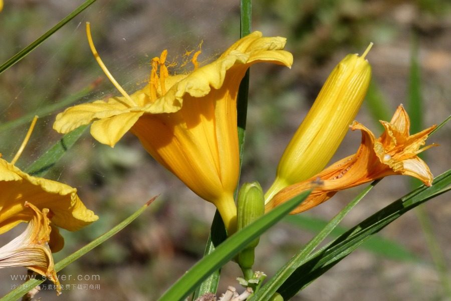 風(fēng)途科技：種植黃花菜需要什么氣候條件？